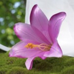 Рожево-бузковий