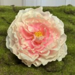 Біло-рожевий