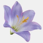 Лавандовый