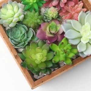 Суккуленты