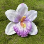 Лавандовий