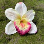 Кремово-бордовий