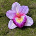 Ніжно-рожевий