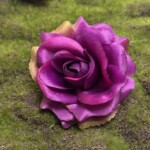 Світло-буряковий