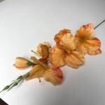 Помаранчевий