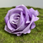 Светло-свекольный