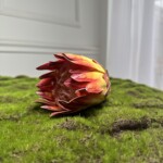 Жовто-бордовий