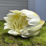 Біло-жовтий