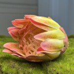 Рожево-жовтий