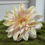 Нежно-персиковый