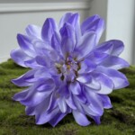 Фиолетовый