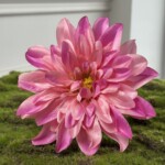 Розово-сиреневый