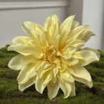 Світло-Жовтий