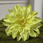 Оливково-жовтий