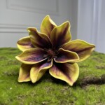 желто-бордовый