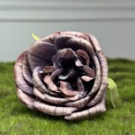 Грязно-розовый