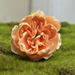 Нежно-персиковый