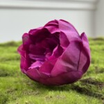 Пурпуровий