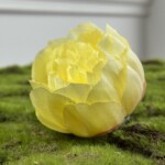 Світло-Жовтий